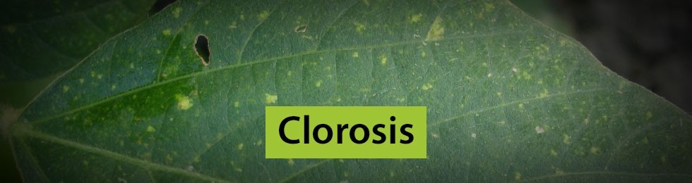 Clorosis